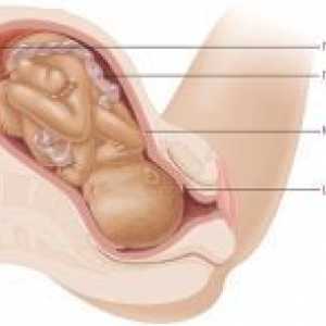 Dezvăluirea colului uterin