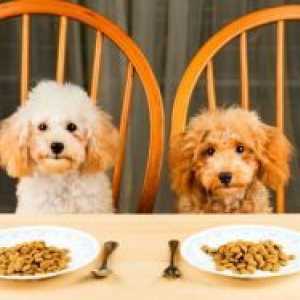 Mâncare pentru câini Rating-