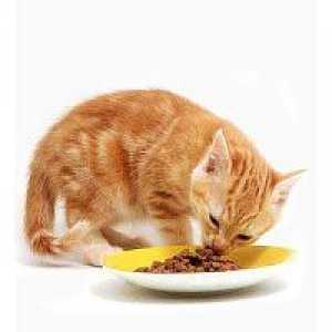 Rating-ul de mâncare de pisici uscate