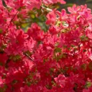 Rhododendrons - soiuri rezistente la frig