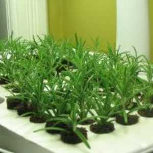 Rosemary - cultivarea din semințe