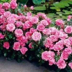Trandafiri floribunda: de plantare și îngrijire