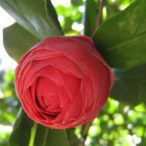 Grădină Camellia - plantare și îngrijire