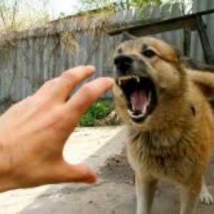 Rasa cea mai agresiva de câine