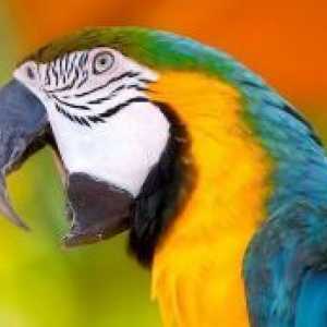 Papagali Top-cele mai frumoase