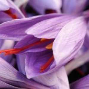Saffron - proprietăți utile