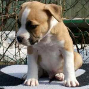 Cățeluși American Staffordshire Terrier