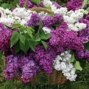 Lilac - proprietăți medicinale