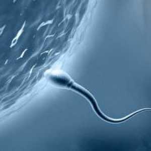 Cât timp ar trebui să o sperma pentru a ramane insarcinata?