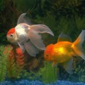 Câte acvariu Goldfish live?