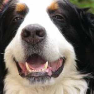 Cât de mulți dinți într-un câine?