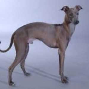 Câine Greyhound italian