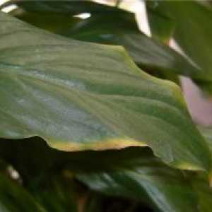 Spathiphyllum - sfaturi de frunze uscate