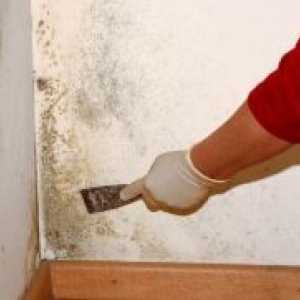 Remediu pentru mucegai și a mucegaiului pe pereți