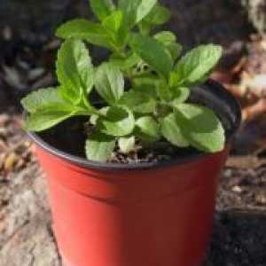 Stevia - în creștere de la semințe de la domiciliu