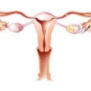 Structura de ovar