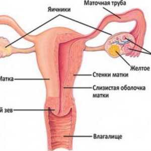 Structura organelor de reproducere feminine