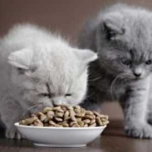 Hrana uscată pentru pisici sterilizate