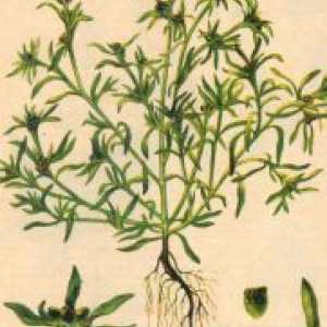 Cottonweed - proprietăți medicinale și contraindicații