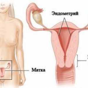 Grosimea endometrului în timpul sarcinii