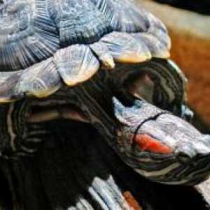 În ochi umflat roșu-țestoasă - cum de a trata?