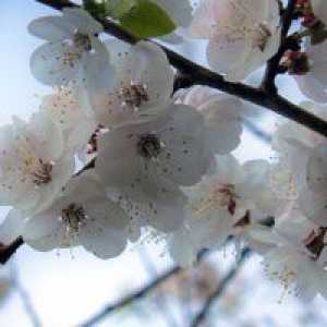 Îngrijire de primăvară cireșe
