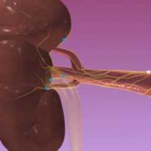 Cu ultrasunete a arterelor renale