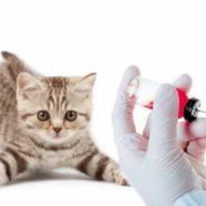 Vaccinuri pentru pisici