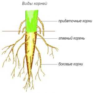 Tipuri de rădăcini și tipuri de sisteme de rădăcină