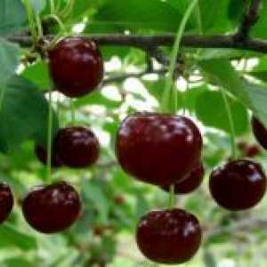 Cherry „Kharitonovs“ - descrierea soiului