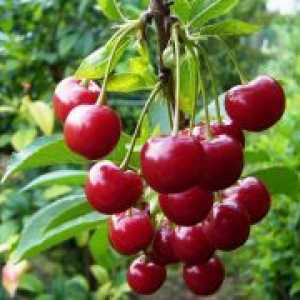 Cherry „tineret“ - o descriere a soiului