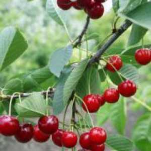 Cherry - plantare și îngrijire