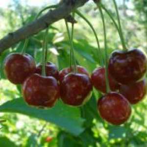 Cherry "shpanka"
