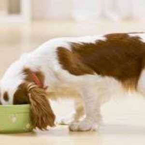 Hrană umedă pentru câini
