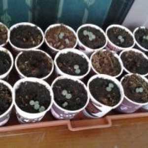 Cultivarea afine din semințe la domiciliu