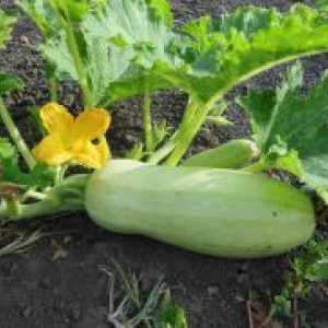 Cultivarea Zucchini în câmp deschis