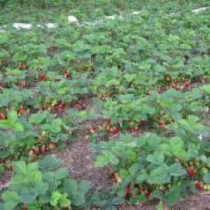 Cultivarea căpșuni în câmp deschis