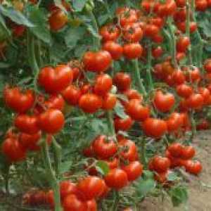 Soiuri Tall de tomate pentru sere