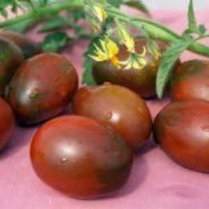 Cu randament ridicat soiuri de tomate pentru sere
