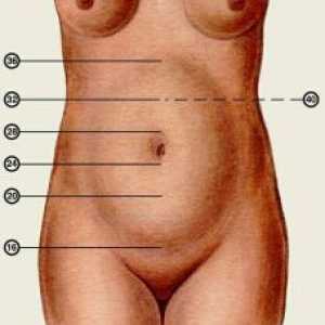 Înălțimea uterului în timpul sarcinii