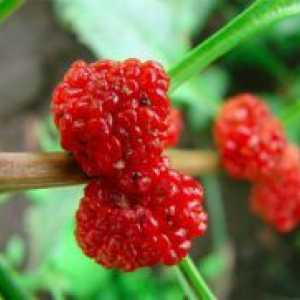 Strawberry spanac - în creștere din semințe