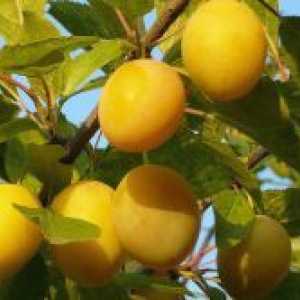 Prune galben - soiuri